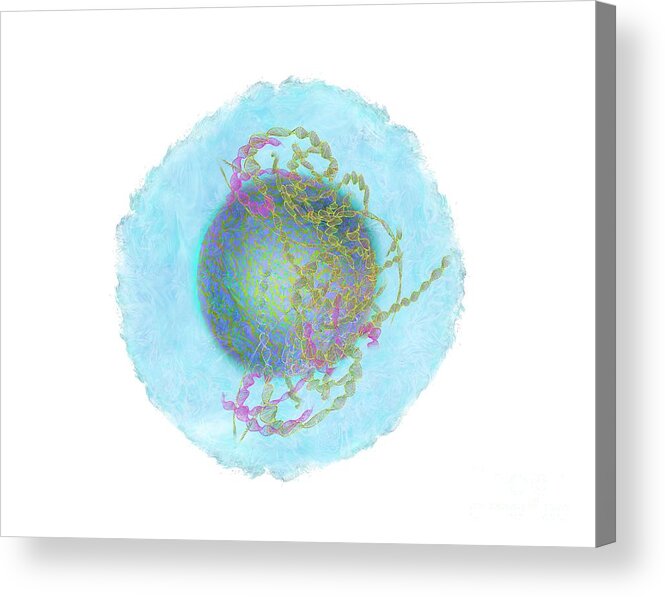 Animal Cell Acrylic Print featuring the photograph Animal Cell #1 by Keith Chambers/science Photo Library