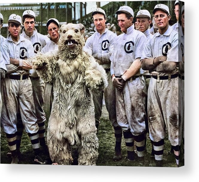 Chicago Cubs vintage photo print team photograph bear mascot baseball  sports black and white photogr Acrylic Print by Celestial Images - Fine Art  America