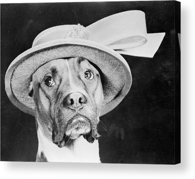 Straw Hat Acrylic Print featuring the photograph Doggy Hat #1 by Keystone Features