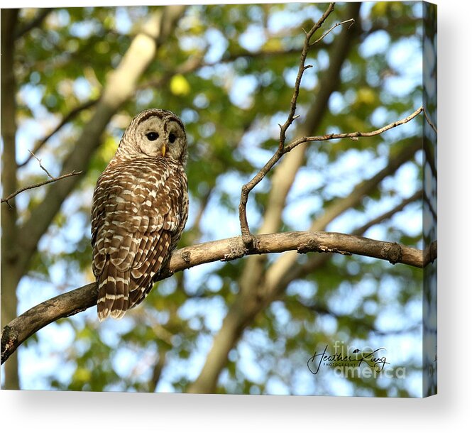Owls Acrylic Print featuring the photograph In the morning light #1 by Heather King
