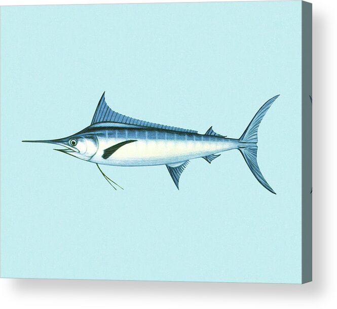 Animal Acrylic Print featuring the drawing Swordfish #1 by CSA Images