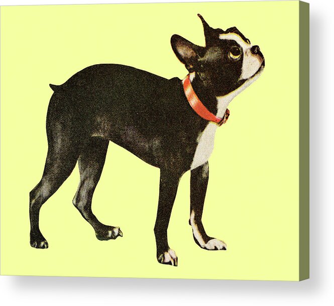 Animal Acrylic Print featuring the drawing Boston Terrier #13 by CSA Images