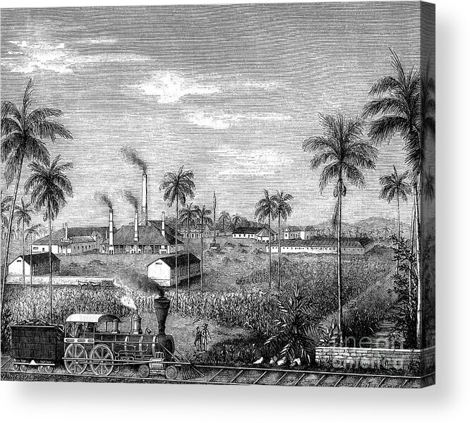 1867 Acrylic Print featuring the photograph 19th Century Sugar Cane Plantation by Collection Abecasis/science Photo Library