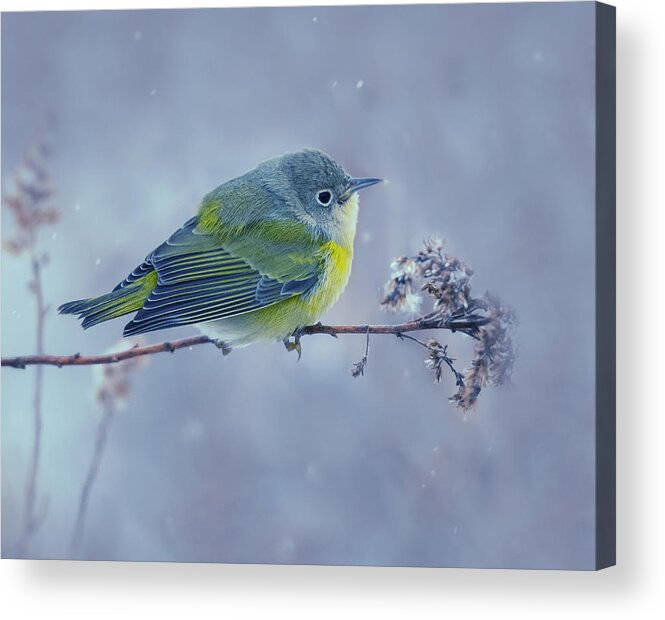 Bird Acrylic Print featuring the photograph #2 by Yu Cheng
