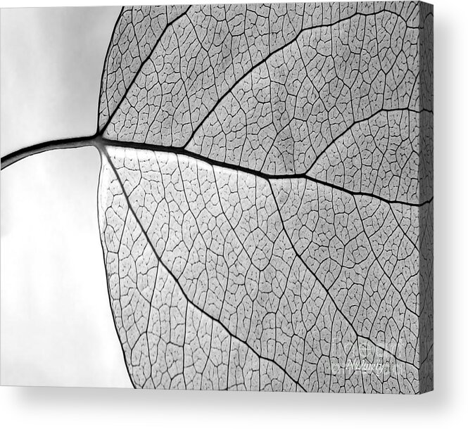 Aspen Leaf Veins Acrylic Print featuring the photograph Aspen Leaf Veins #2 by Natalie Dowty