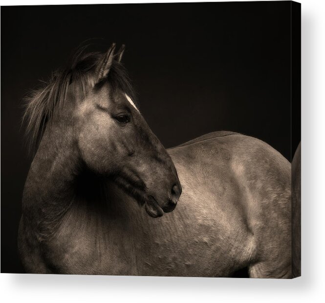 Horse Acrylic Print featuring the photograph Portrait Of Horse #2 by Arctic-images