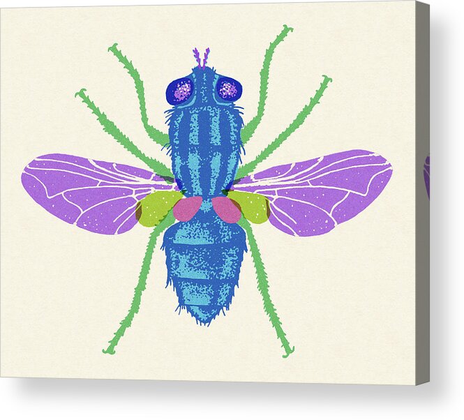 Animal Acrylic Print featuring the drawing Insect #21 by CSA Images