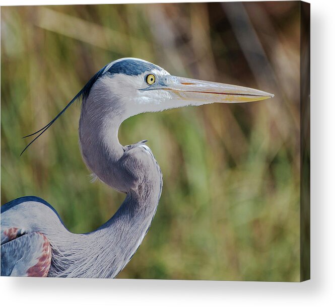 Great Blue Heron Acrylic Print featuring the photograph Great Blue Heron #4 by Ken Stampfer