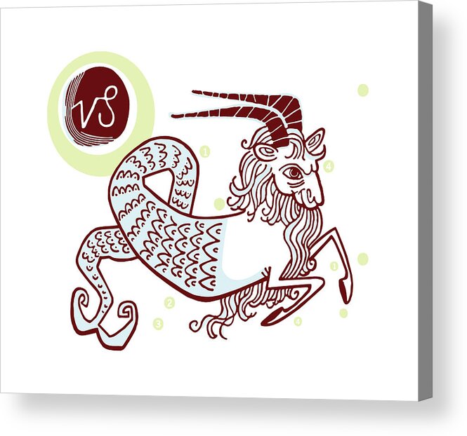 Animal Acrylic Print featuring the drawing Capricorn #7 by CSA Images