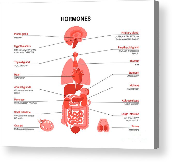 Hormone Acrylic Print featuring the photograph Human Hormones by Pikovit / Science Photo Library