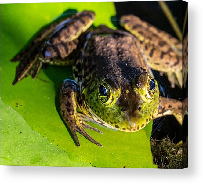 Frog Acrylic Print featuring the photograph A Frog Looking at Me by L Bosco