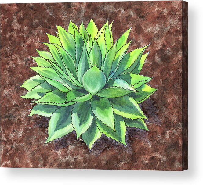 Succulent Acrylic Print featuring the painting Agave Ovatifolia Succulent Plant Garden Watercolor by Irina Sztukowski