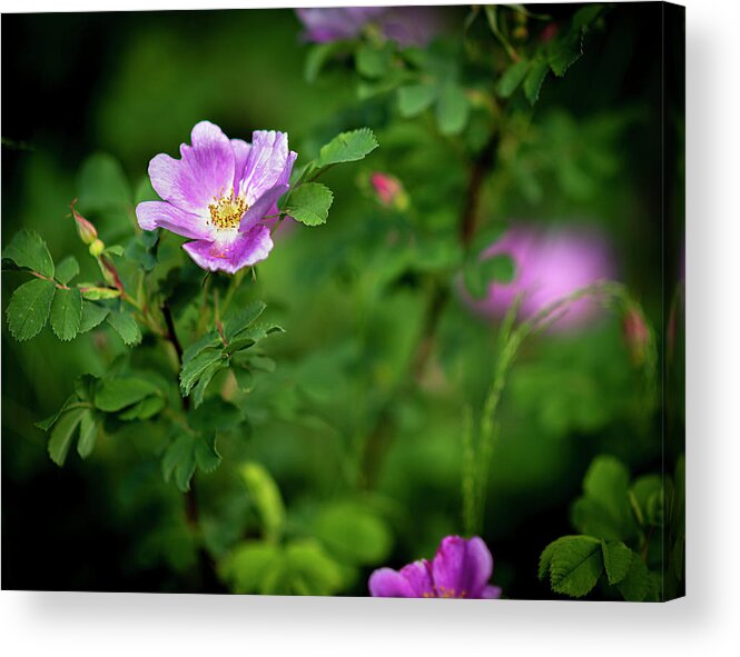 Flower Acrylic Print featuring the photograph Alberta Wild Rose by Phil And Karen Rispin
