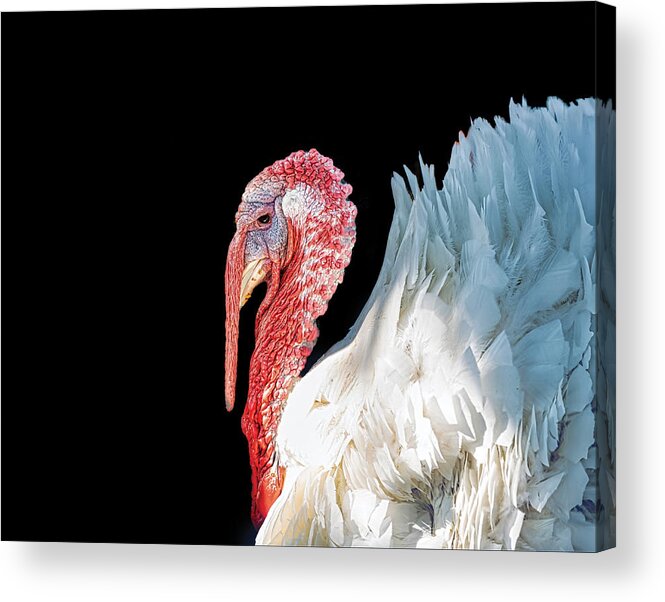 Animals
Portrait
American Acrylic Print featuring the photograph American Wild Turkey by Sunil Kulkarni