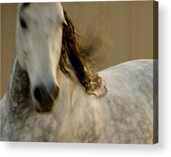 Andalusia Acrylic Print featuring the photograph Americano 1 by Catherine Sobredo