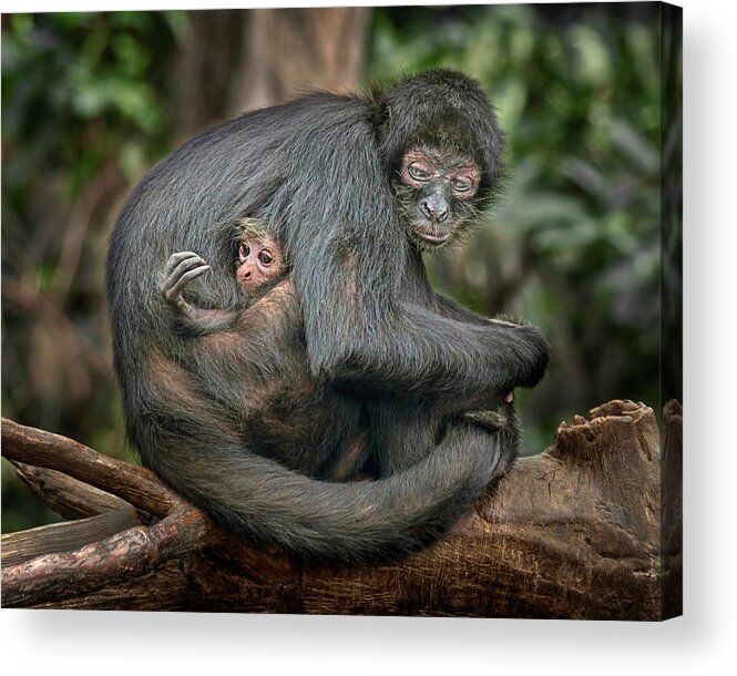 Spider Monkey Acrylic Print featuring the photograph Another Hungry Mouth to Feed - Brown-Headed Spider Monkey by Nikolyn McDonald