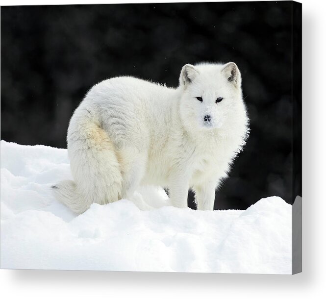 Fox. Arctic Fox Acrylic Print featuring the photograph Arctic Fox Summit by Art Cole