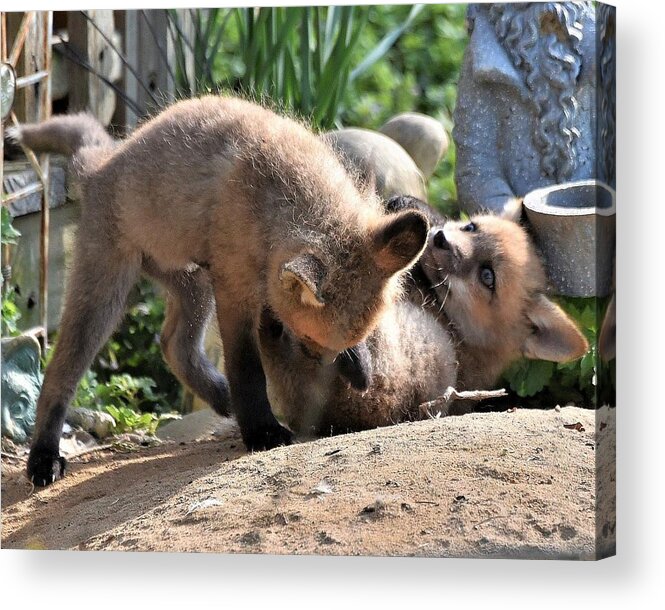 Foxes Acrylic Print featuring the photograph Baby Foxes by Kim Bemis