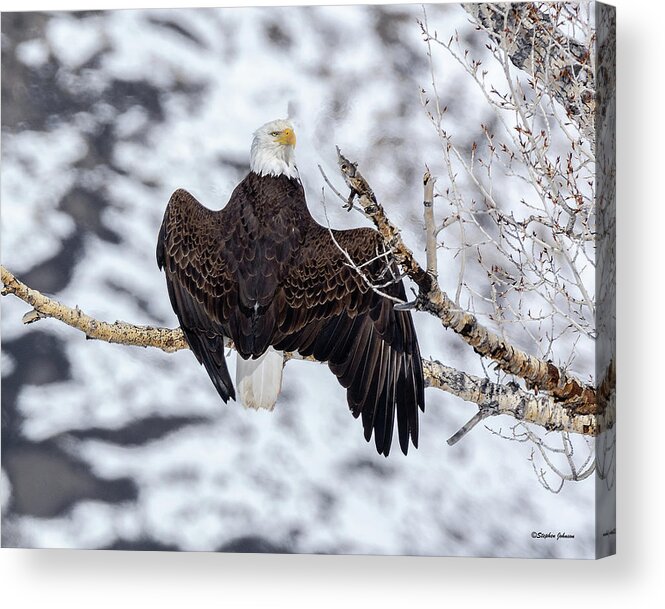 Bald Eagle Acrylic Print featuring the photograph Bald Eagle Spread Wings by Stephen Johnson