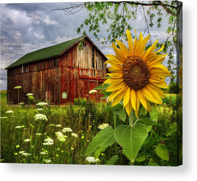 Barn Acrylic Print featuring the photograph Barn Meadow Flowers III by Debra and Dave Vanderlaan