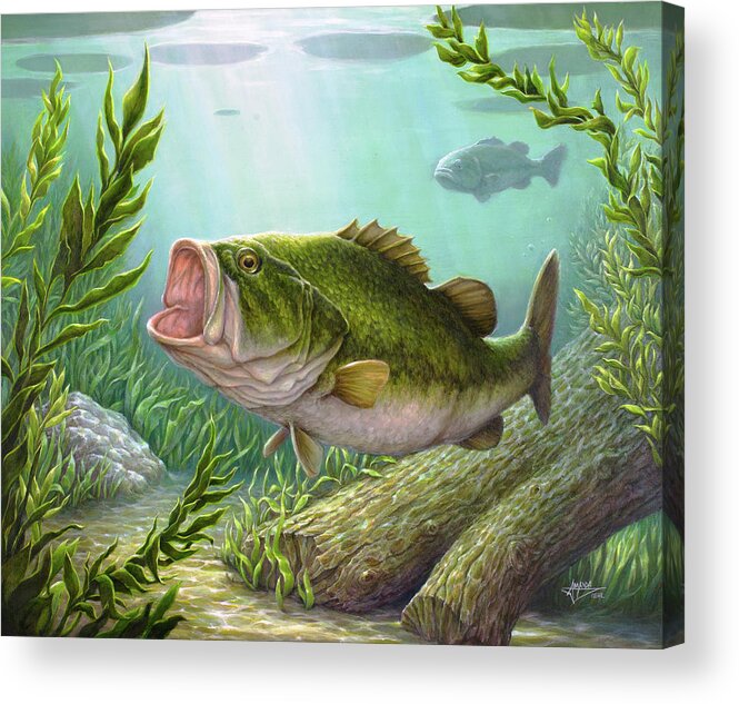 Bass Fish Acrylic Print by Amanda Diehl - Pixels