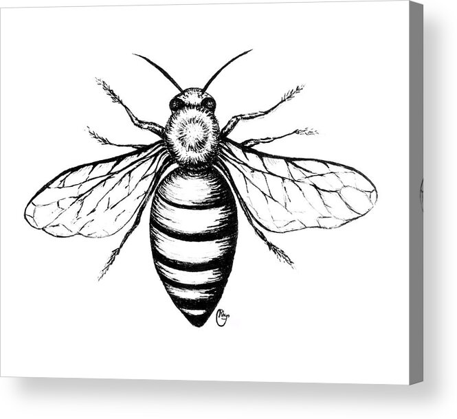 Bee Acrylic Print featuring the drawing Bee by Bari Rhys
