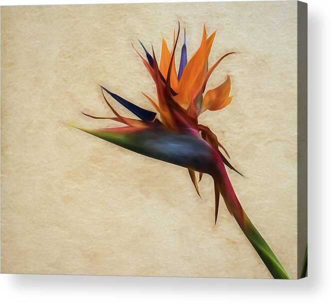 2019 Acrylic Print featuring the photograph Birds-of-Paradise Flower by Wade Brooks