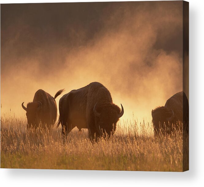 Bison Acrylic Print featuring the photograph Bison in the dust by Mary Hone