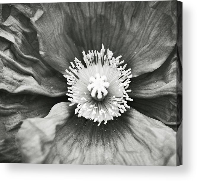 Poppy Acrylic Print featuring the photograph Black and White Poppy Four by Lupen Grainne