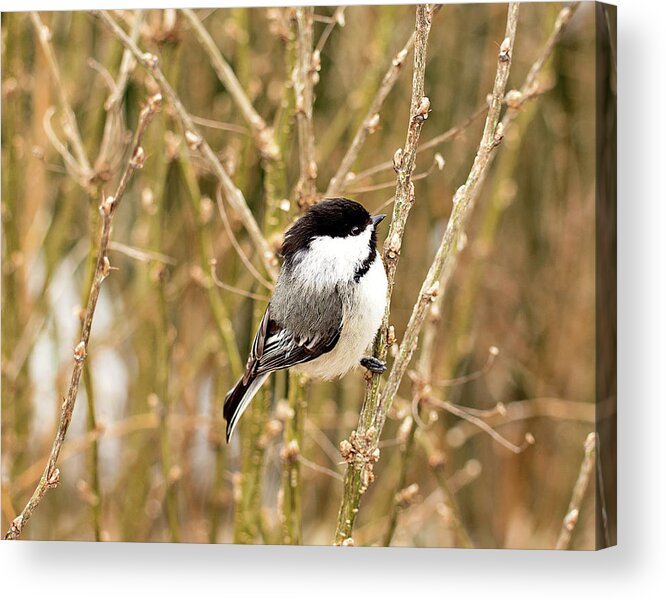 Black Capped Chickadee Acrylic Print featuring the photograph Black Capped Chickadee Print by Gwen Gibson