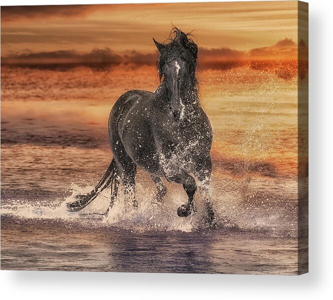 Black Acrylic Print featuring the digital art Black Stallion at Play by Wade Aiken