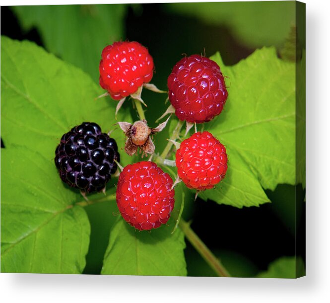 Johnson County Acrylic Print featuring the photograph Blackberries by Jeff Phillippi
