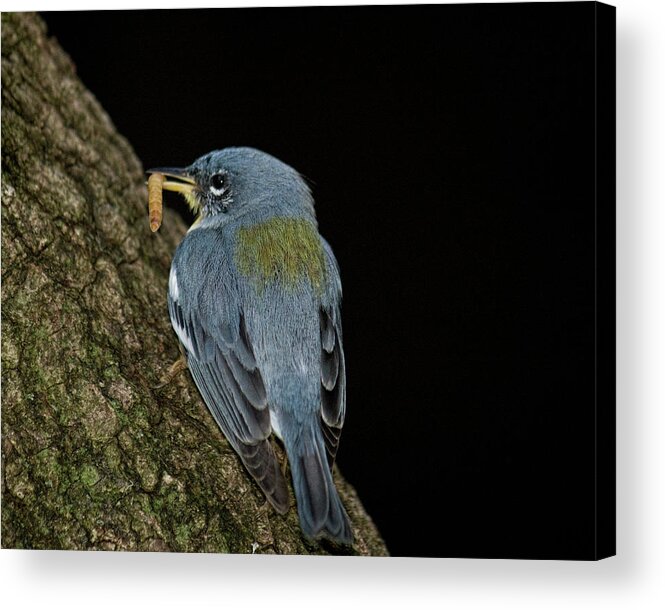 Animal Themes Acrylic Print featuring the photograph Blue Bird Eating Worm by Melinda Moore