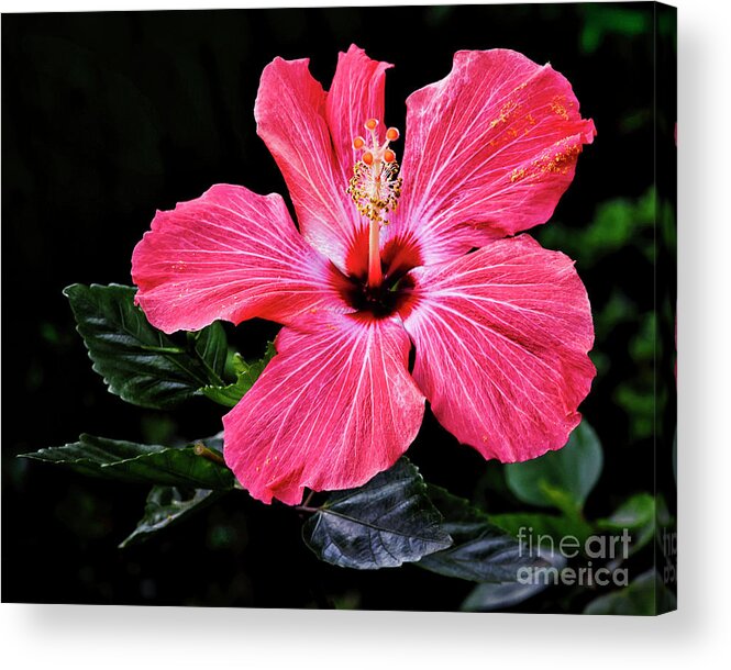 Floral Photography Acrylic Print featuring the photograph Bright Red Hibiscus by Norman Gabitzsch