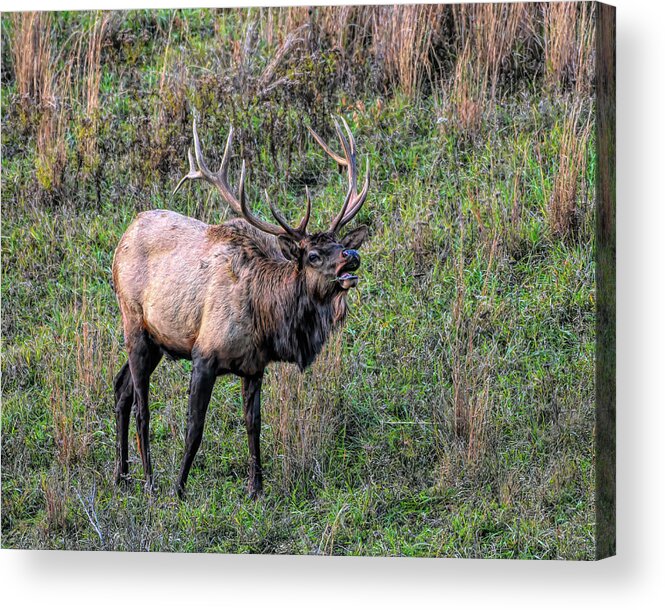 Elk Acrylic Print featuring the photograph Bugling Elk #1 by Wade Aiken