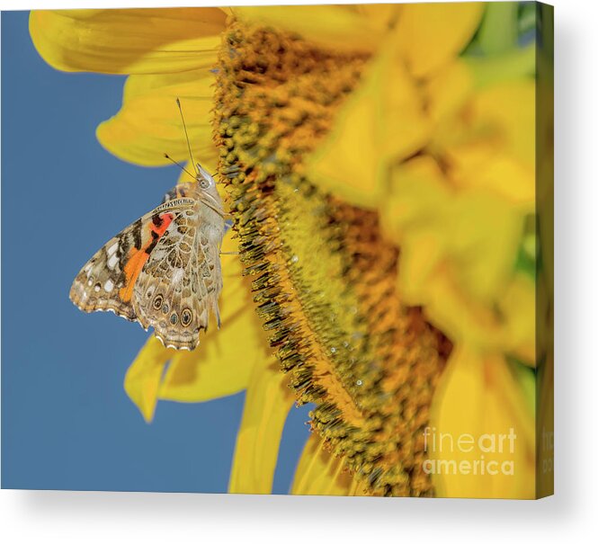 Cheryl Baxter Photography Acrylic Print featuring the photograph Butterfly on Sunflower by Cheryl Baxter