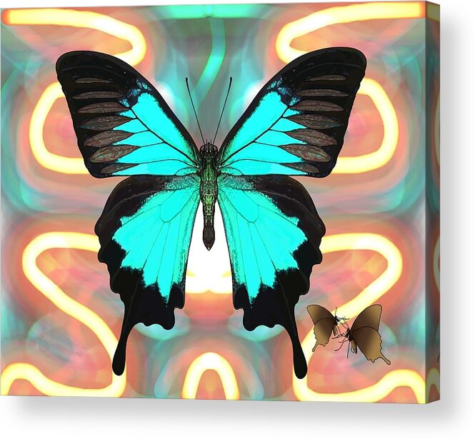 Ulysses Butterfly Acrylic Print featuring the drawing Ulysses Butterfly Patterns Orange and Blue by Joan Stratton