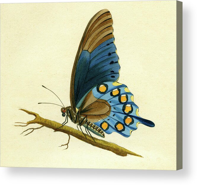 Entomology Acrylic Print featuring the mixed media butterfy detail - Papilio Philenor by Unknown