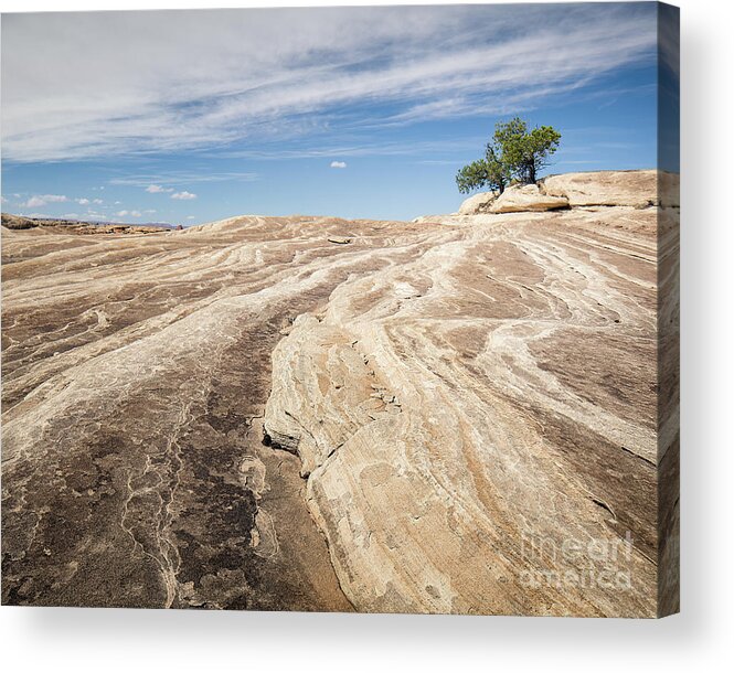 Canyonlands Acrylic Print featuring the photograph Canyonlands Texture and Tree by Ernesto Ruiz