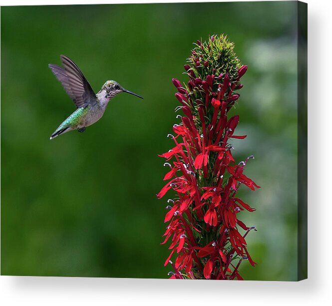 Bird Acrylic Print featuring the photograph Cardinal Attraction by Art Cole