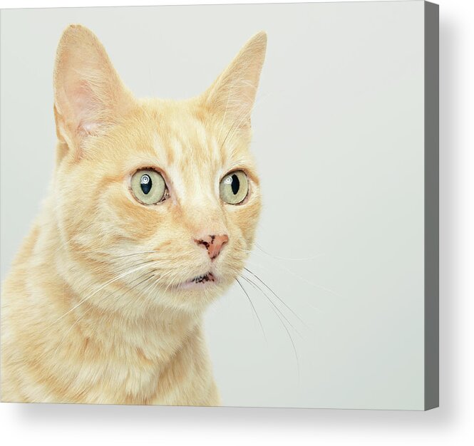 White Background Acrylic Print featuring the photograph Cat With Eyes Open Wide, Close-up by Oppenheim Bernhard