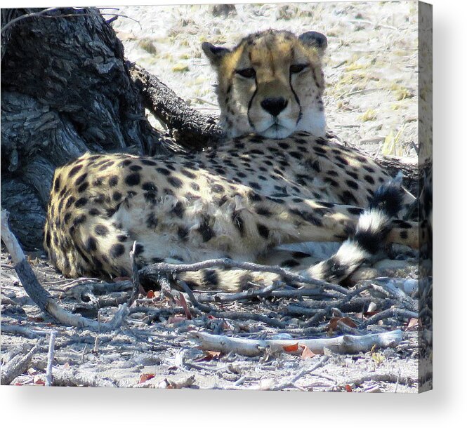 Africa Acrylic Print featuring the photograph Cheetah by Eric Pengelly