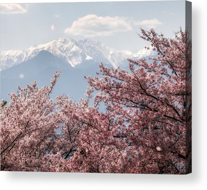  Acrylic Print featuring the photograph Cherry Blossomes And Japanese Alps by Yuta Kimura