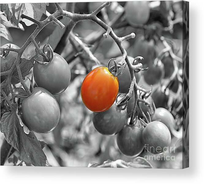 Black And White Acrylic Print featuring the photograph Cherry Tomatoes Partial Color by Smilin Eyes Treasures