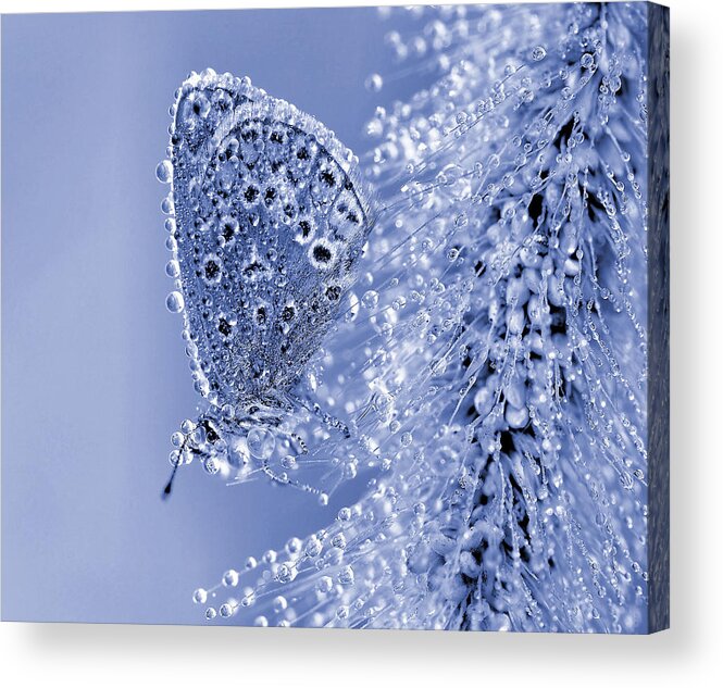 Insect Acrylic Print featuring the photograph Christmas Butterfly... by Thierry Dufour