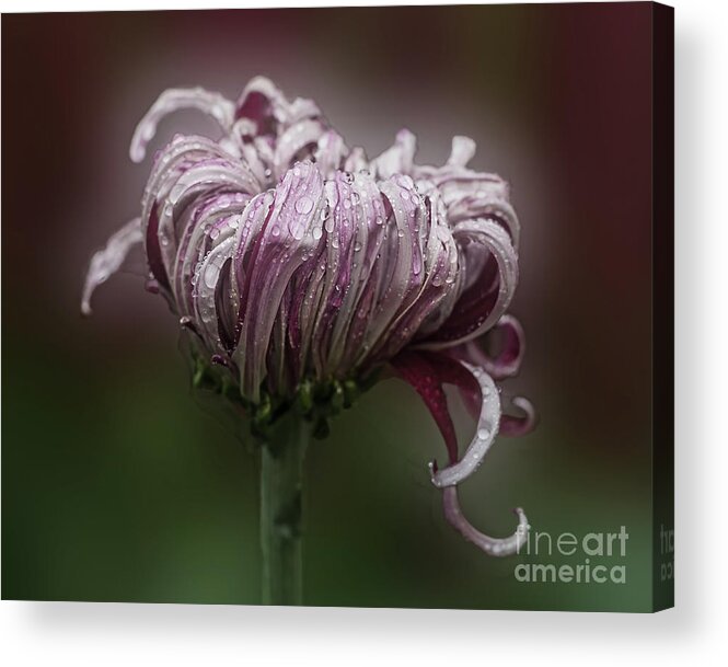 Flowe Acrylic Print featuring the photograph Chrysanthemum 'Lily Gallon' by Ann Jacobson