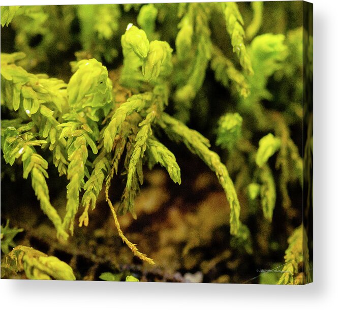 Lake Of The Ozarks Acrylic Print featuring the photograph Close-up of Moss by Al Griffin