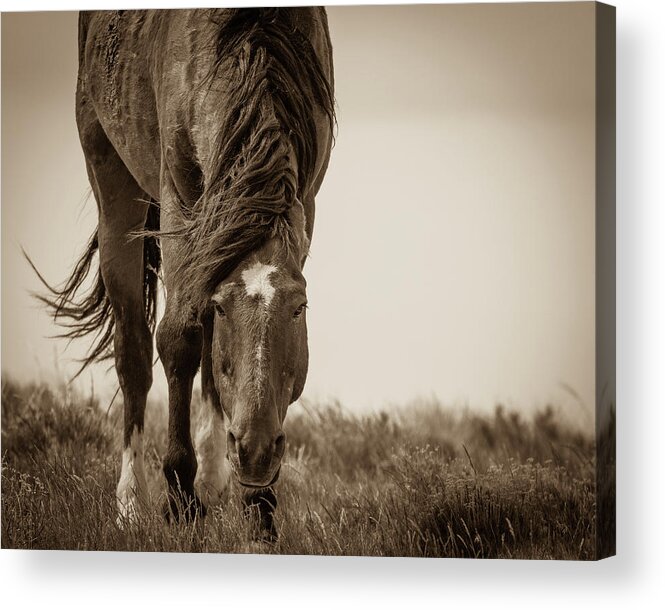 Wild Horses Acrylic Print featuring the photograph Closer by Mary Hone