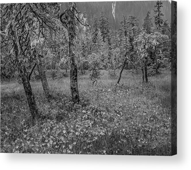 Disk1216 Acrylic Print featuring the photograph Coniferous Forest, Alaska by Tim Fitzharris