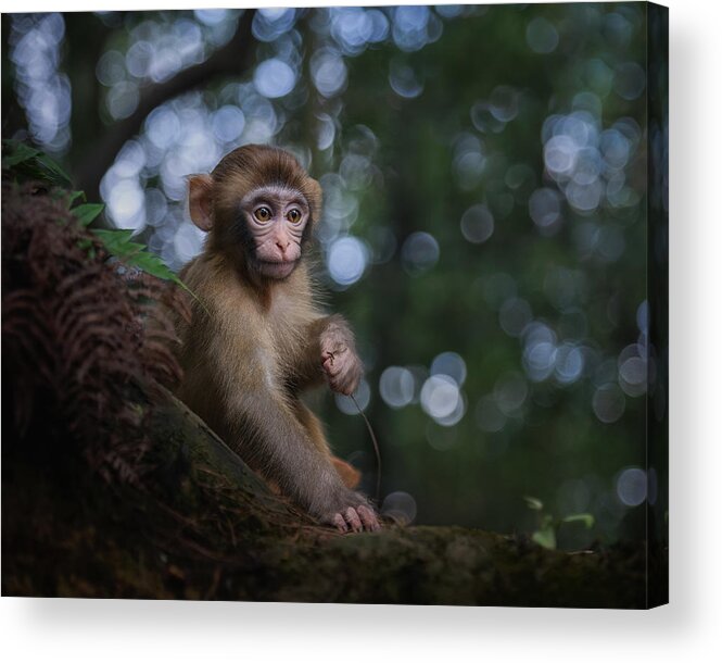 Nature Acrylic Print featuring the photograph Contemplating by Ling Zhang